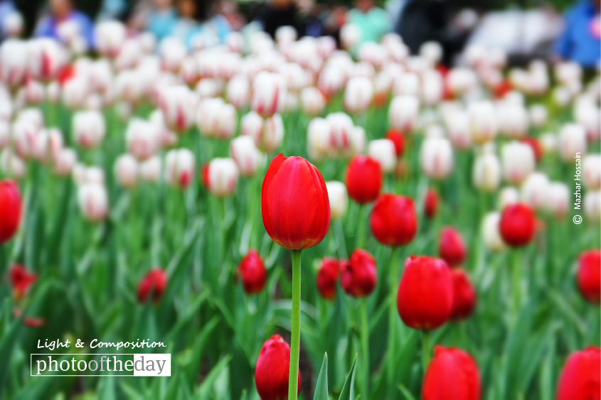 Lonely Tulip, by Mazhar Hossain Lonely Tulip, by Mazhar Hossain - Nature Photography, Photography Awards, Photo of the Day, Award Winning Photography, Tulip Photography