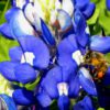Nature Photography, Photography Awards, Photo of the Day, Bee Photography, Wildlife Photography – Bluebonnet Bee, by Tisha Clinkenbeard Bluebonnet Bee, by Tisha Clinkenbeard - Nature Photography, Photography Awards, Photo of the Day, Bee Photography, Wildlife Photography