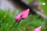 Photography Awards, Photo of the Day, Art Photography, Color Photography, Tulips – Tulips in Pink, by Mazhar Hossain Tulips in Pink, by Mazhar Hossain - Photography Awards, Photo of the Day, Art Photography, Color Photography, Tulips