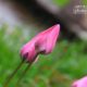 Tulips in Pink, by Mazhar Hossain Tulips in Pink, by Mazhar Hossain - Photography Awards, Photo of the Day, Art Photography, Color Photography, Tulips