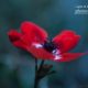 The Papaver Flower, by Bawar Mohammad - Photojournalism, Close-up Photography, Art Photography, Papaver, Photography Awards