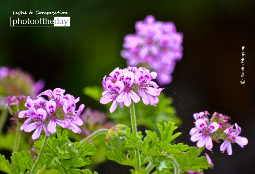 A Tribute to Mom, by Sandra Frimpong A Tribute to Mom, by Sandra Frimpong - Color Photography, Photo of the Day, Award Winning Photography, Photography Education, Online Photography Courses