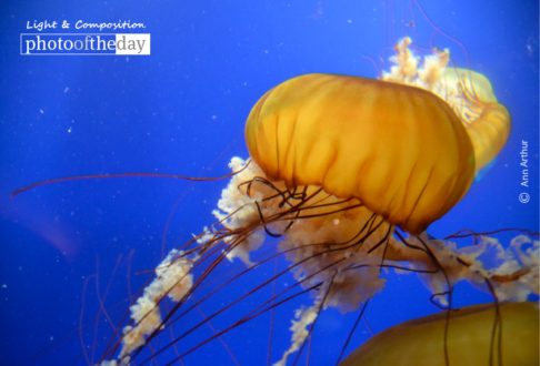 The Water Lantern, by Ann Arthur - Underwater Photography, Photography Awards, Photo of the Day, Art Photography, Nature Photography