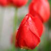 Red Tulips, by Mazhar Hossain - Nature Photography, Photography Awards, Photo of the Day, Red Tulips, Photography