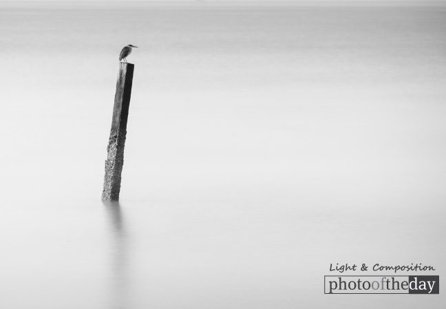 The Kingfisher, by Shirren Lim - Photojournalism, Photography, Black and White Photography,  Award Winning Photography,  Kingfisher