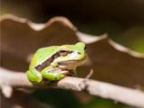 Wildlife Photography, Nature Photography, Photography Award, Photo of the Day, Green Frog – The Green Frog, by Bawar Mohammad The Green Frog, by Bawar Mohammad - Wildlife Photography, Nature Photography, Photography Award, Photo of the Day, Green Frog