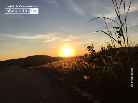 Plantation of Gold, by Patricia Saraiva - Photography Awards, Sunrise Photography, Photo of the Day, Art Photography, Online Photography Courses