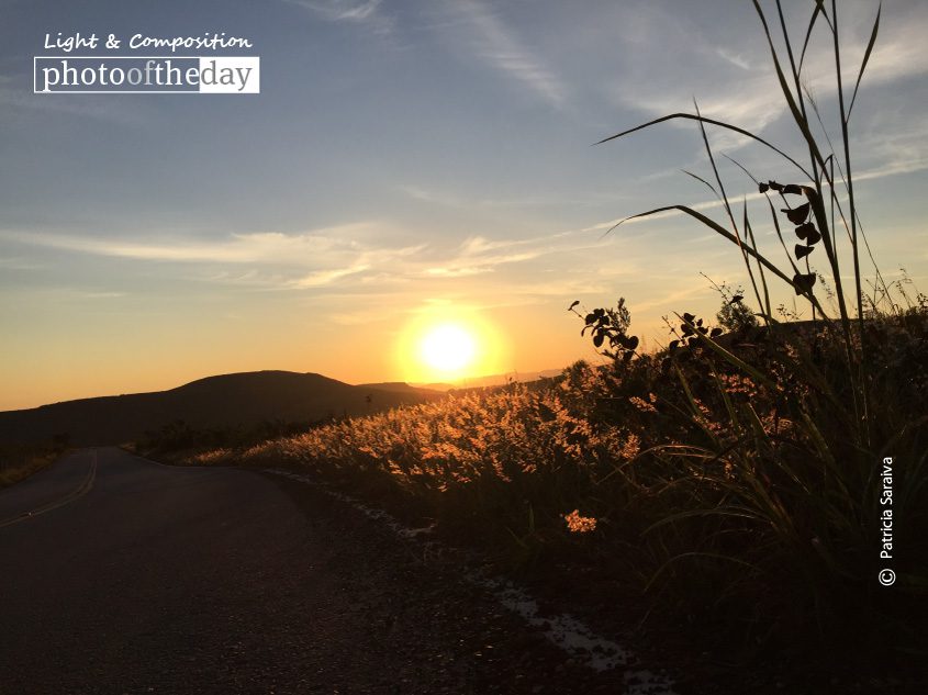 Plantation of Gold, by Patricia Saraiva Plantation of Gold, by Patricia Saraiva - Photography Awards, Sunrise Photography, Photo of the Day, Art Photography, Online Photography Courses