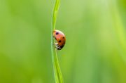 A Beautiful Ladybug, by Bawar Mohammad - Nature Photography, Photography Awards, Photo of the Day, Ladybug Photography, Art Photography