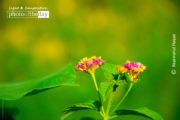 Just Some Wild Flowers, by Rezawanul Haque - Wildflower Photography, Photography Awards, Color Photography, Photo of the Day, Art Photography