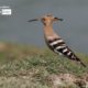 Hoopoe – The Beauty, by Masudur Rahman - Hoopoe, Wildlife Photography, Photo Award, Bird Photography, Nature Photography