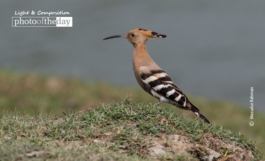 Hoopoe – The Beauty, by Masudur Rahman Hoopoe – The Beauty, by Masudur Rahman - Hoopoe, Wildlife Photography, Photo Award, Bird Photography, Nature Photography