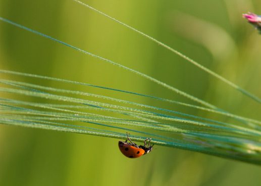 A Ladybug on the Grass, by Bawar Mohammad A Ladybug on the Grass, by Bawar Mohammad - Close-up Photography, Nature Photography, Photo of the Day, Photography Awards, Online Photography Courses