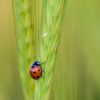 Close-Up Photography, Photo of the Day, Photography Awards, Art Photography, Photography Education – A Scarlet Ladybug, by Bawar Mohammad A Scarlet Ladybug, by Bawar Mohammad - Close-Up Photography, Photo of the Day, Photography Awards, Art Photography, Photography Education