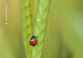 Close-Up Photography, Photo of the Day, Photography Awards, Art Photography, Photography Education – A Scarlet Ladybug, by Bawar Mohammad A Scarlet Ladybug, by Bawar Mohammad - Close-Up Photography, Photo of the Day, Photography Awards, Art Photography, Photography Education