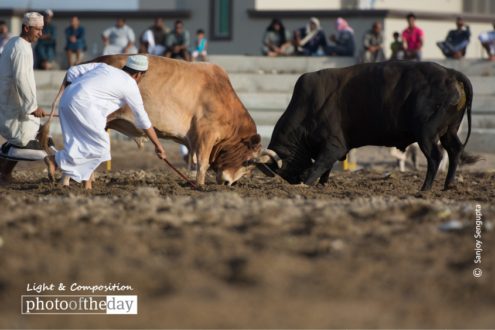 Lockhorns, by Sanjoy Sengupta - Motion Photography, Photojournalism, Photography Awards, Art Photography, Photo of the Day