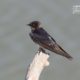 The Barn Swallow, by Masudur Rahman The Barn Swallow, by Masudur Rahman - Wildlife Photography, Barn Swallow, Photo of the Day, Photography Award, Nature Photography