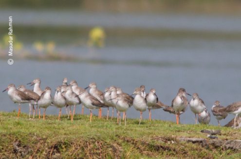 Flocks of Common Redshank, by Masudur Rahman - Wildlife Photography, Common Redshank, Bird Photography, Photo of the Day, Nature Photography