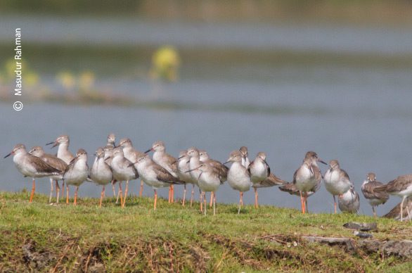 Flocks of Common Redshank, by Masudur Rahman Flocks of Common Redshank, by Masudur Rahman - Wildlife Photography, Common Redshank, Bird Photography, Photo of the Day, Nature Photography