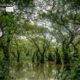 Deep Inside of Ratargul, by Tanmoy Saha Deep Inside of Ratargul, by Tanmoy Saha - Nature Photography, Ratargul Swamp Forest, Bangladesh Photography, Photo of the Day, Award Winning Photography