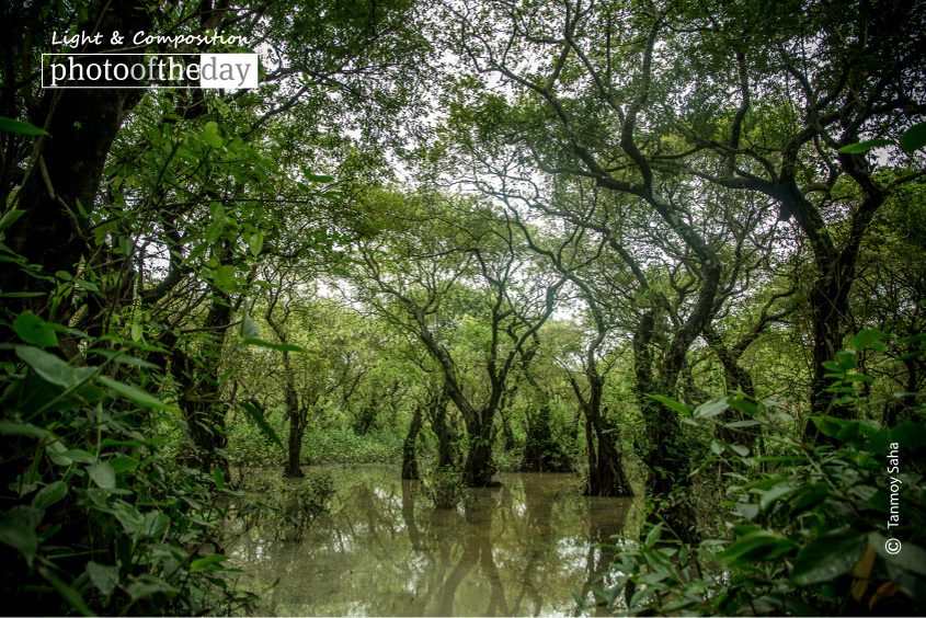 Deep Inside of Ratargul, by Tanmoy Saha Deep Inside of Ratargul, by Tanmoy Saha - Nature Photography, Ratargul Swamp Forest, Bangladesh Photography, Photo of the Day, Award Winning Photography