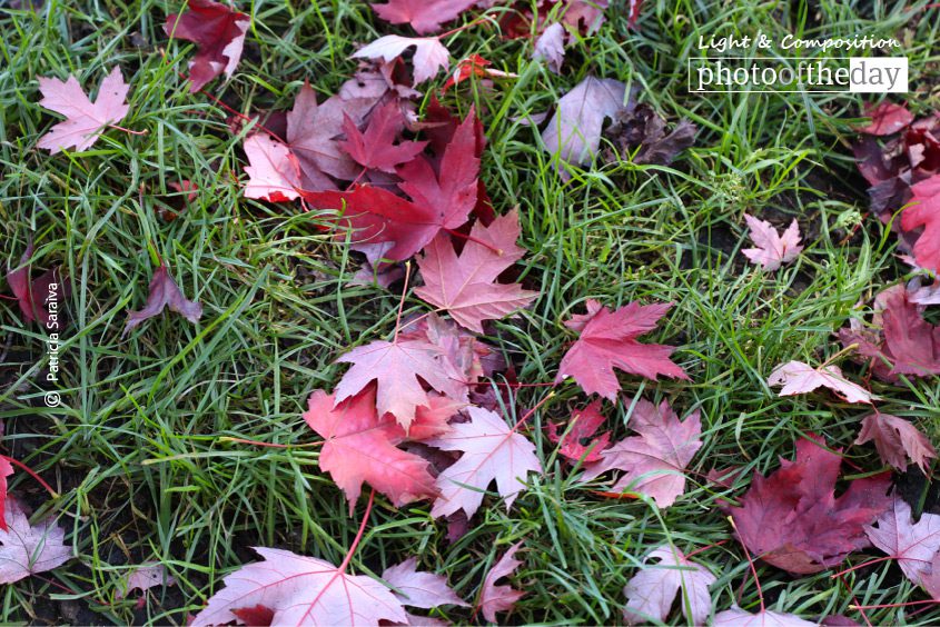Leaves, by Patricia Saraiva Leaves, by Patricia Saraiva - Nature Photography, Photography Awards, Photo of the Day, Art Photography, Photography Education