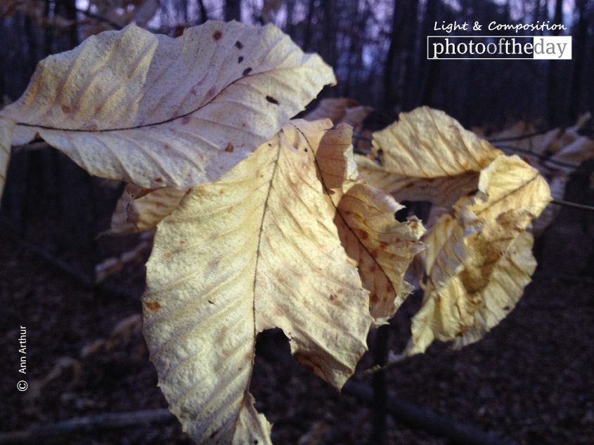 Feuillemort, by Ann Arthur Feuillemort, by Ann Arthur - Close-up Photography, Photo of the Day, Award Winning Photography, Art Photography, Photography Education