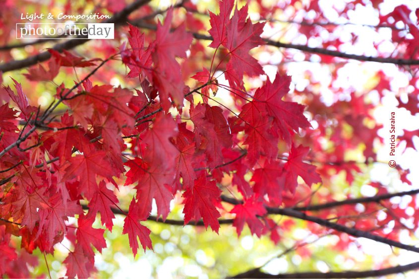 Autumn, by Patricia Saraiva Autumn, by Patricia Saraiva - Autumn Photography, Nature Photography, Photo of the Day, Photography Awards, Light & Composition