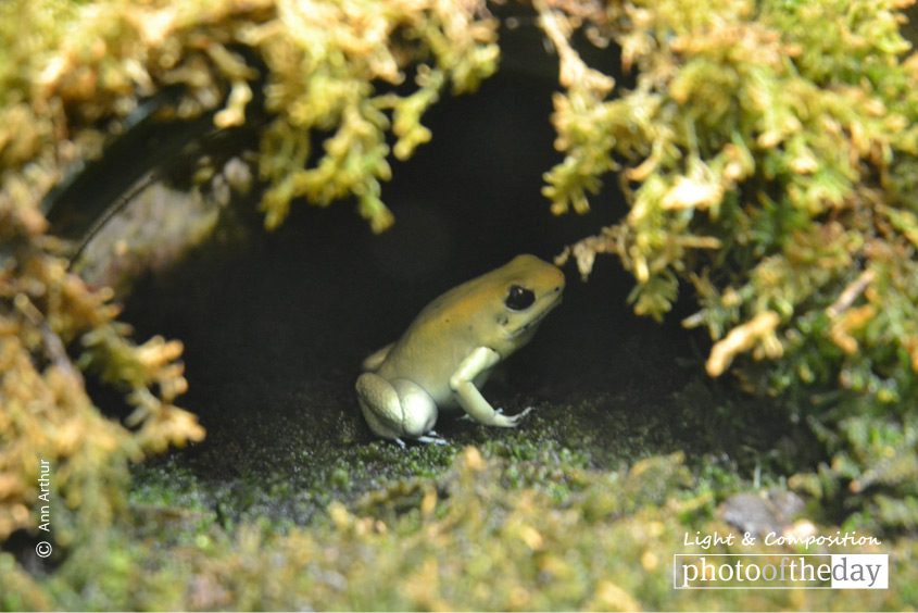 Hide and Seek, by Ann Arthur Hide and Seek, by Ann Arthur - Wildlife Photography, Photography Awards, Photo of the Day, Art Photography, Online Photography Courses