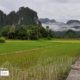 A Path across the Rice Field, by Ryszard Wierzbicki - Travel Photography, Award Winning Photography, Landscape Photography, Photo of the Day, Rice Field Photography