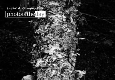 Barking 1, by Keith Goldstein - Black and White Photography, Photo of the Day, Art Photography, Photography Awards, Photojournalism