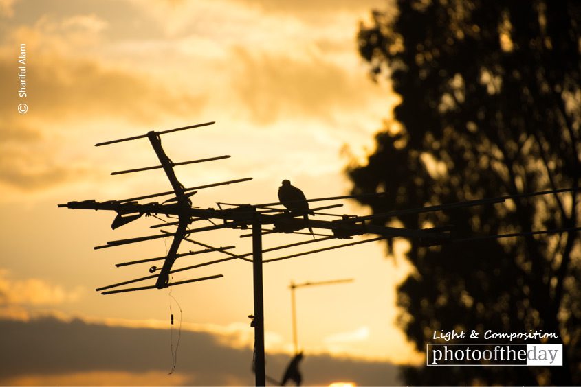Waiting for the End, by Shariful Alam Waiting for the End, by Shariful Alam - Sunset Photography, Photo of the Day, Photography Awards, Photography, Award Winning Photography