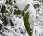 Nature Photography, Close-up Photography, Ice Crystals, Photography Awards, Photo of the Day – Ice Crystal Leaves, by Tisha Clinkenbeard Ice Crystal Leaves, by Tisha Clinkenbeard - Nature Photography, Close-up Photography, Ice Crystals, Photography Awards, Photo of the Day