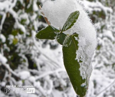Ice Crystal Leaves, by Tisha Clinkenbeard - Nature Photography, Close-up Photography, Ice Crystals, Photography Awards, Photo of the Day