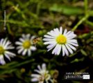 Daisy, Daisy, by Tisha Clinkenbeard - Close-Up Photography, Nature Photography, Photo of the Day, Award Winning Photography, Tisha Clinkenbeard