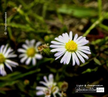 Daisy, Daisy, by Tisha Clinkenbeard - Close-Up Photography, Nature Photography, Photo of the Day, Award Winning Photography, Tisha Clinkenbeard