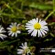 Daisy, Daisy, by Tisha Clinkenbeard - Close-Up Photography, Nature Photography, Photo of the Day, Award Winning Photography, Tisha Clinkenbeard