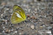 Close-up Photography, Photography Awards, Photo of the Day, Nature Photography, Wildlife Photography – Landing, by Nirupam Roy Landing, by Nirupam Roy - Close-up Photography, Photography Awards, Photo of the Day, Nature Photography, Wildlife Photography