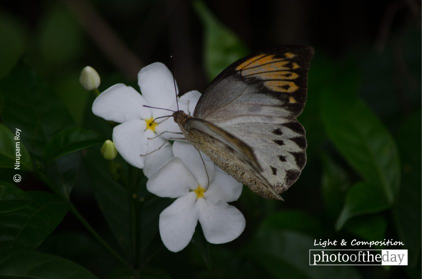 Thirsty Sucking, by Nirupam Roy - Close-up Photography, Nature Photography, Photography Awards, Photo of the Day, Wildlife Photography