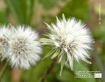 To Wish upon a Dandelion, by Tisha Clinkenbeard - Photo of the Day, Close-up Photography, Nature Photography, Photography Awards, Dandelion