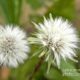 To Wish upon a Dandelion, by Tisha Clinkenbeard - Photo of the Day, Close-up Photography, Nature Photography, Photography Awards, Dandelion