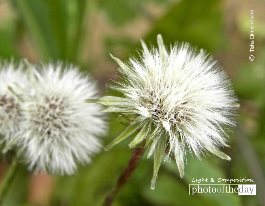 To Wish upon a Dandelion, by Tisha Clinkenbeard To Wish upon a Dandelion, by Tisha Clinkenbeard - Photo of the Day, Close-up Photography, Nature Photography, Photography Awards, Dandelion