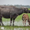 A Buffalo and a Calf, by Ryszard Wierzbicki - Wildlife Photography, Photo of the Day, Photography Awards, Art Photography, Photojournalism