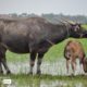 A Buffalo and a Calf, by Ryszard Wierzbicki - Wildlife Photography, Photo of the Day, Photography Awards, Art Photography, Photojournalism