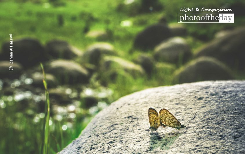 Butterfly Smile, by Zahraa Al Hassani Butterfly Smile, by Zahraa Al Hassani - Nature Photography, Photography Award, Photo of the Day, Butterfly, Wildlife Photography
