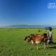 Grazing Cows in Heaven, by Shovan Acharyya Fall in Love, by Zahraa Al Hassani - Nature Photography, Photography Awards, Photojournalism, Art Photography, Online Photography Courses