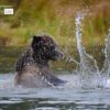 Fishing for Salmon, by Claudio Bacinello - Wildlife Photography, Nature Photography, Photography Awards, Photo of the Day, Grizzly Bear