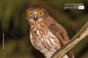 Brown Hawk Owl, Wildlife Photography, Photo of the Day, Photography Awards, Light & Composition University – Brown Hawk Owl, by Saniar Rahman Rahul Brown Hawk Owl, by Saniar Rahman Rahul - Brown Hawk Owl, Wildlife Photography, Photo of the Day, Photography Awards, Light & Composition University