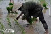 Documentary Photography, Photojournalism, Rice Farming, Laos Photography, Ryszard Wierzbicki – Planting Rice, by Ryszard Wierzbicki Planting Rice, by Ryszard Wierzbicki - Documentary Photography, Photojournalism, Rice Farming, Laos Photography, Ryszard Wierzbicki