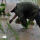 Planting Rice, by Ryszard Wierzbicki Planting Rice, by Ryszard Wierzbicki - Documentary Photography, Photojournalism, Rice Farming, Laos Photography, Ryszard Wierzbicki